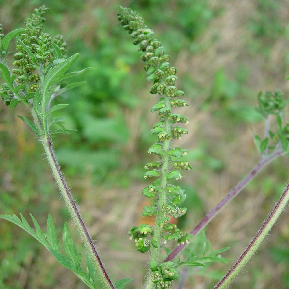 Ambrosia – Ambrosia artemisiifolia