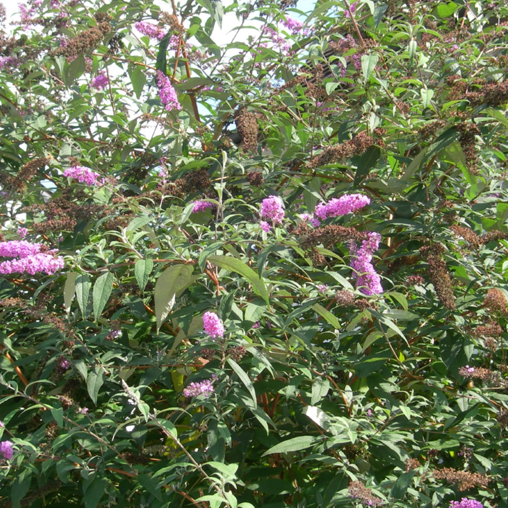 Sommerflieder (Schmetterlingsstrauch) – Buddleja davidii