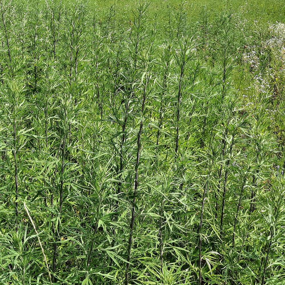 Verlotschter Beifuss – Artemisia verlotiorum