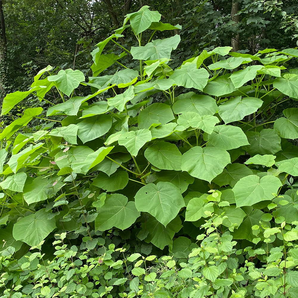 Blauglockenbaum – Paulownia tomentosa