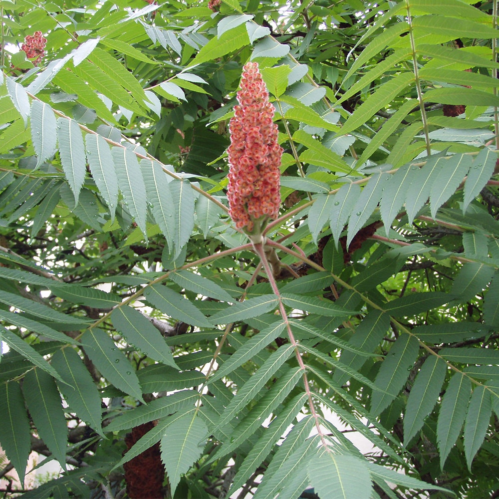 Essigbaum – Rhus typhina