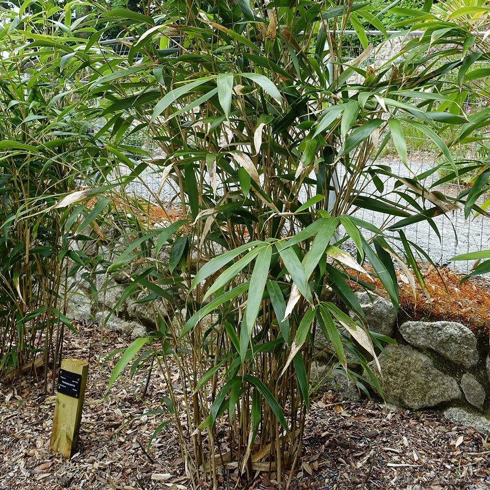 Japanischer Bambus – Pseudosasa japonica