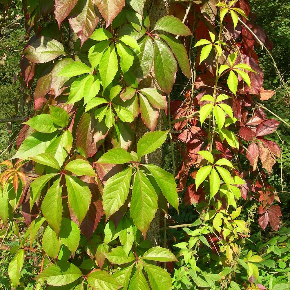 Fünffingrige Jungfernrebe – Parthenocissus quinquefolia