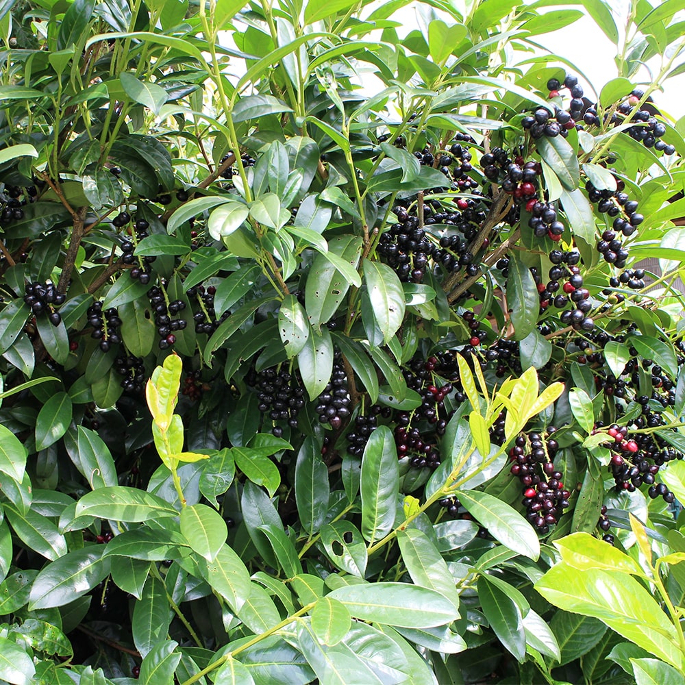 Kirschlorbeer – Prunus laurocerasus