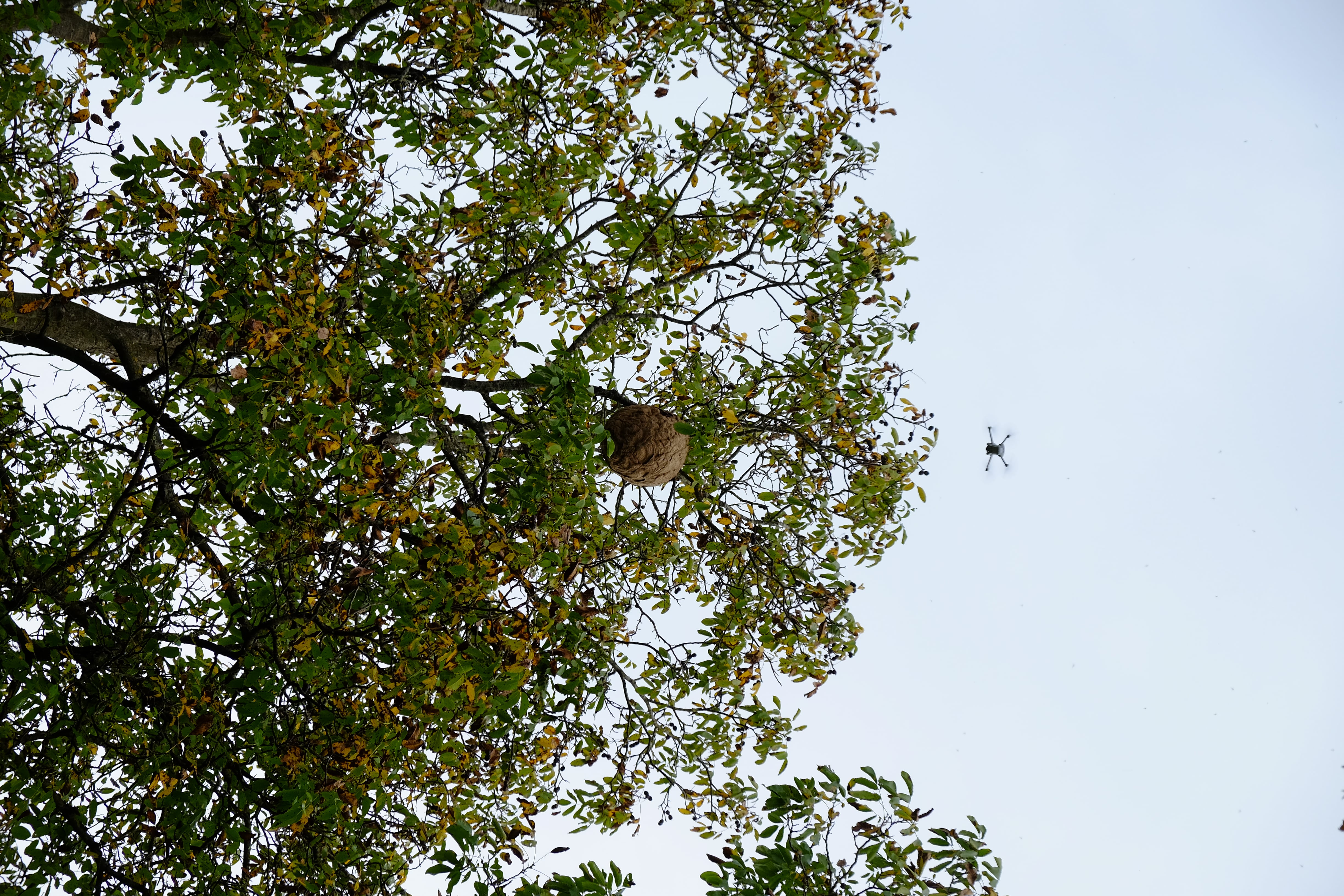 Nest der Asiatischen Hornisse