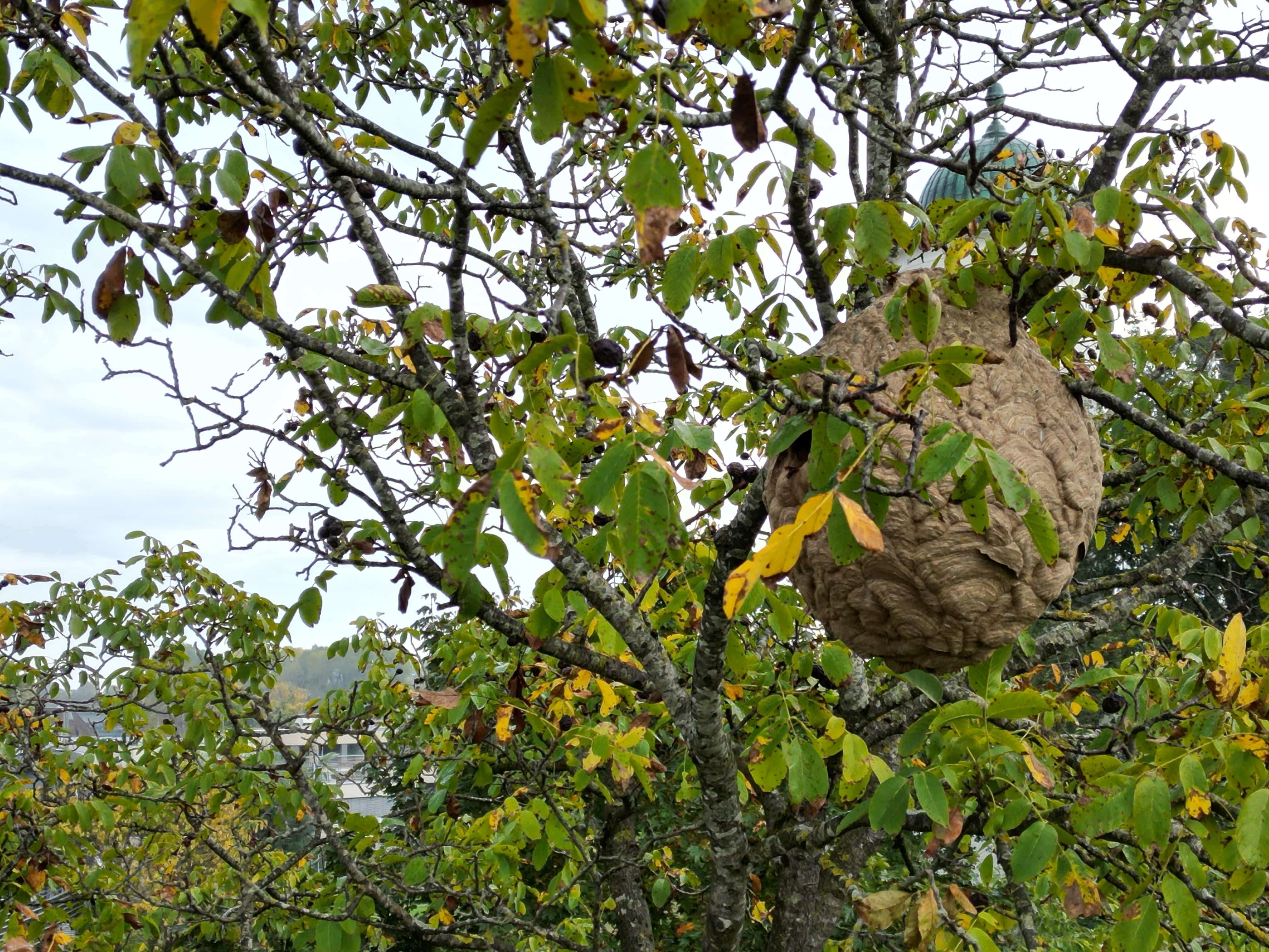 Nest der Asiatischen Hornisse ist 15 Kilogramm schwer